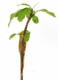 Bursera cuneata seeds