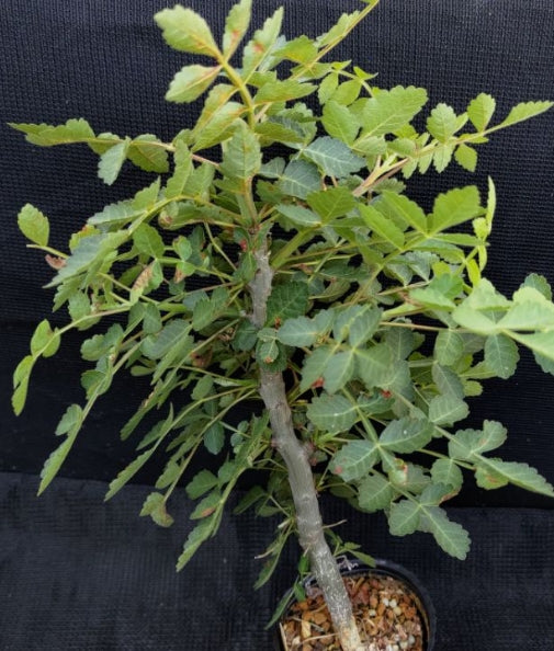 Bursera glabrifolia seeds