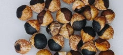 Bursera laxiflora seeds