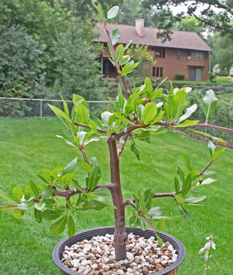 Bursera rupicola seeds