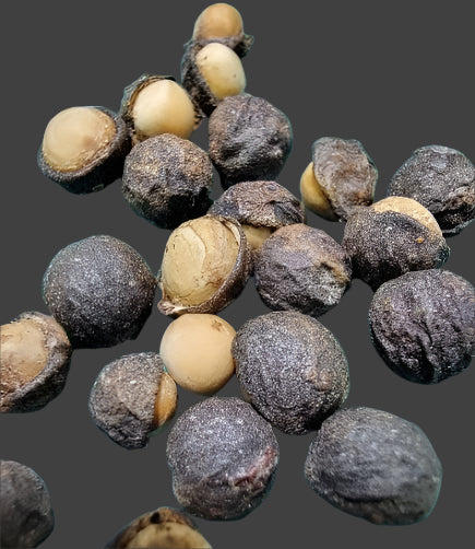 Bursera schlechtendalii  seeds