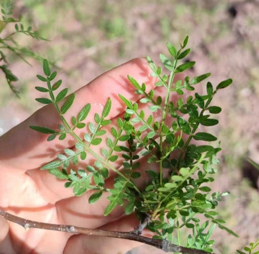 Bursera stenophylla seeds
