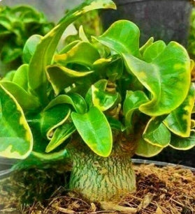 Adenium D.H.A CDP Spotted leaf seeds
