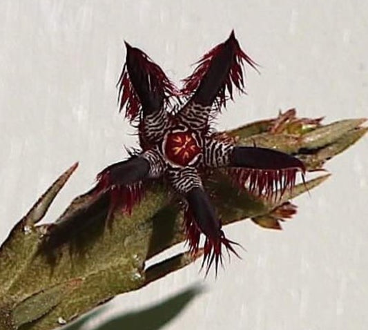 Caralluma dalzielii seeds