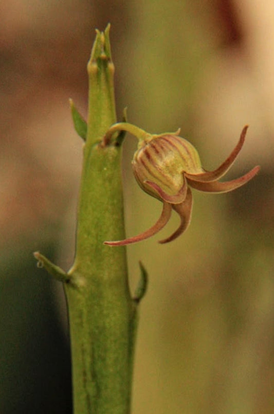 Caralluma edulis seeds