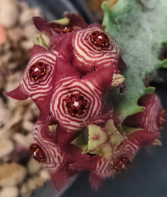 Caralluma europaea seeds