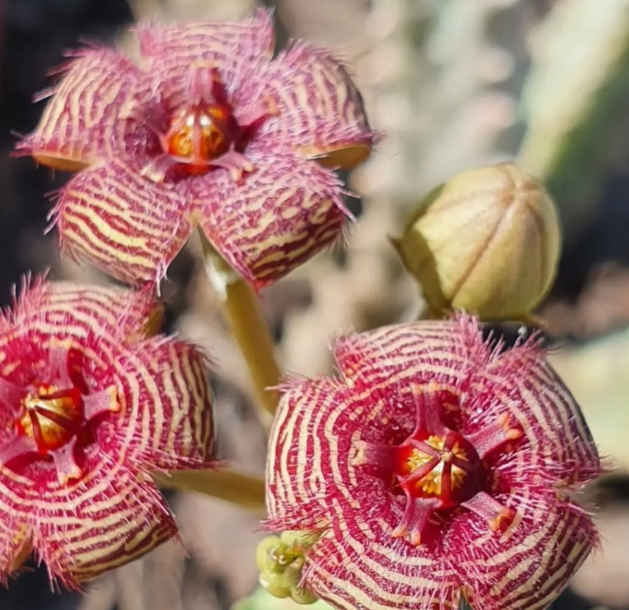 Caralluma europaea x stapelia erectiflora seeds