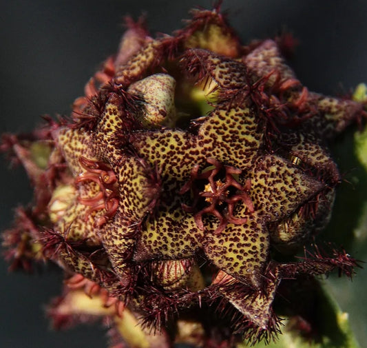 Caralluma foulcheri-delboscii var. greenbergiana seeds