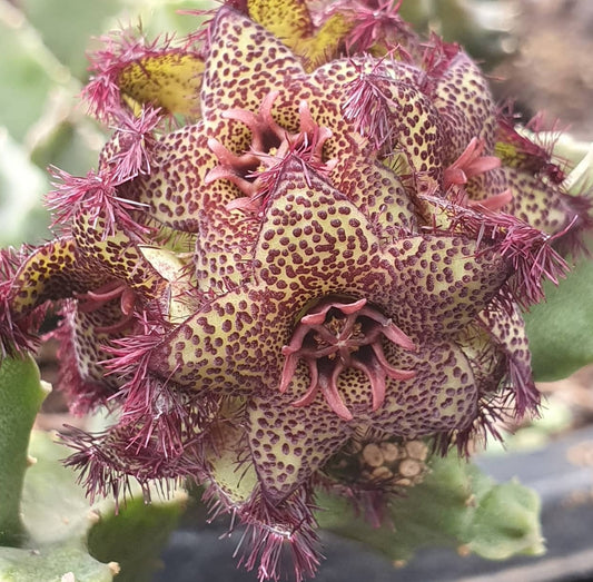 Caralluma greembergiana seeds