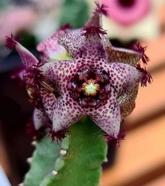 Caralluma hexagona lavranos seeds