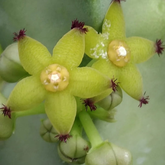 Caralluma penicillata seeds