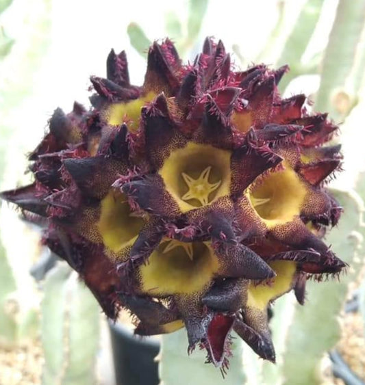 Caralluma speciosa seeds