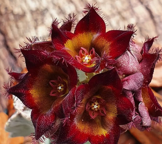 Caralluma speciosa x caralluma hexagona seeds