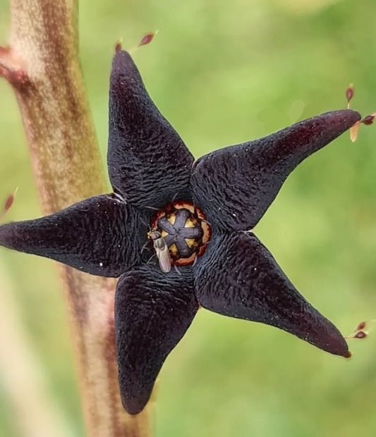 Caralluma Stalagmifera seeds