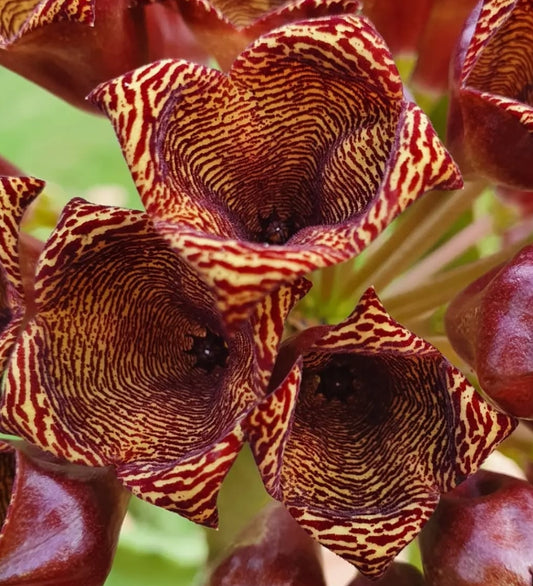 Caralluma umbellata seeds