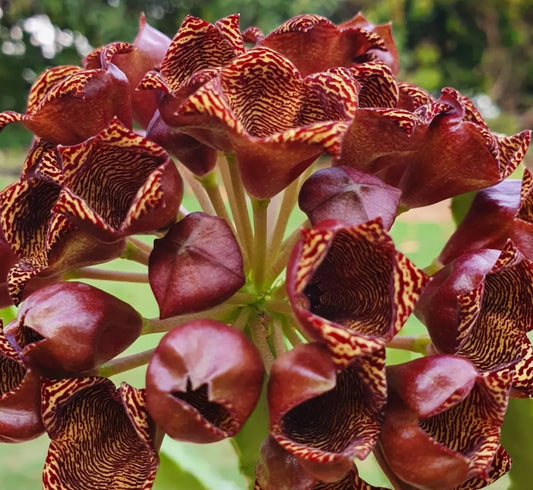 Caralluma umbellata seeds