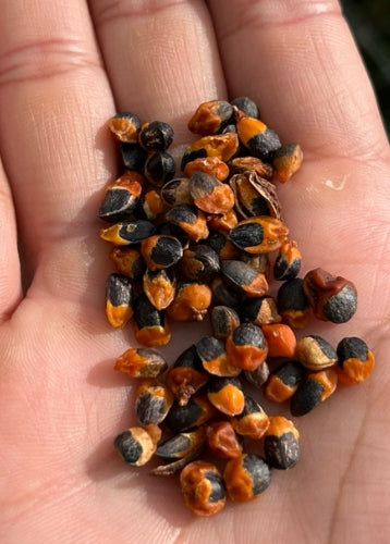 Commiphora Namaensis seeds