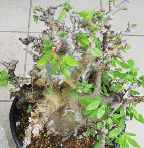 Commiphora africana seeds