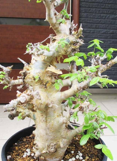 Commiphora africana seeds
