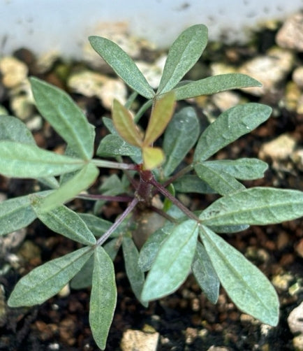 Commiphora foliacea seeds