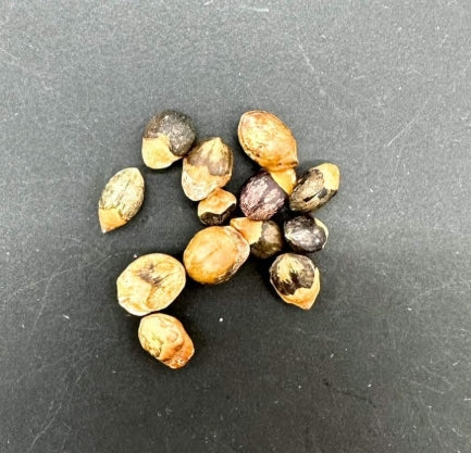 Commiphora glaucescens seeds