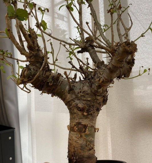 Commiphora gowlello seeds