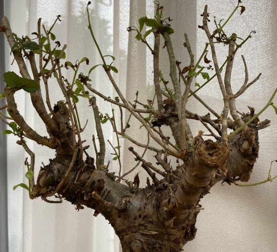 Commiphora gowlello seeds