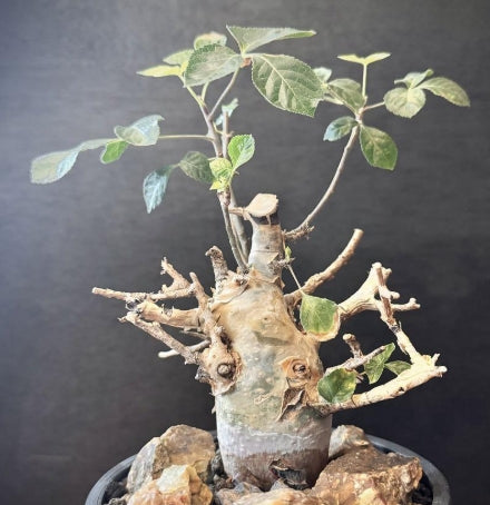 Commiphora holtziana seeds