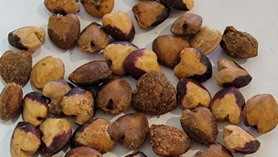 Commiphora holtziana seeds