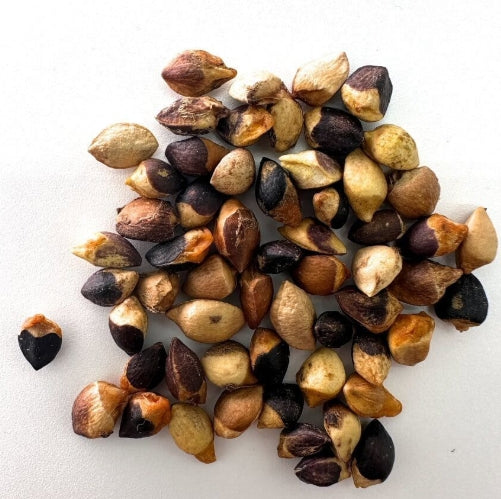 Commiphora humbertii seeds