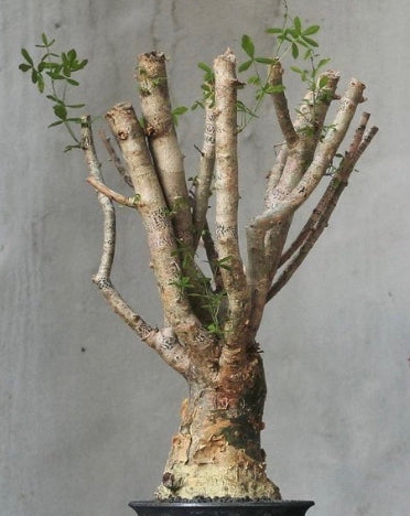 Commiphora humbertii seeds