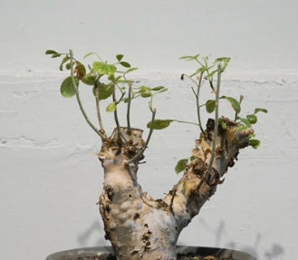 Commiphora kataf var. turkanensis seeds