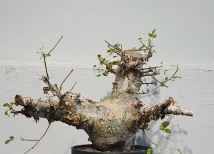 Commiphora kataf var. turkanensis seeds