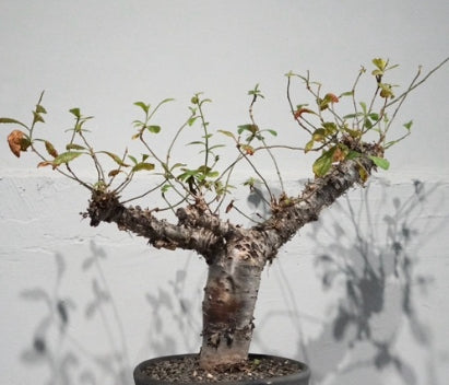 Commiphora kua seeds