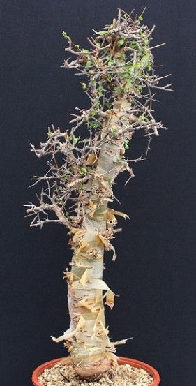 Commiphora kua 'Isiolo' seeds