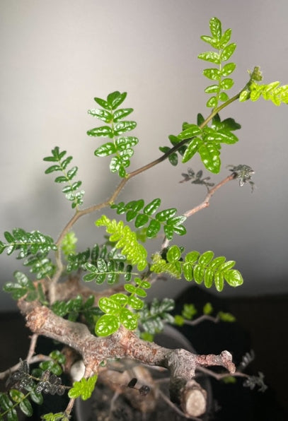 Commiphora monstruosa seeds