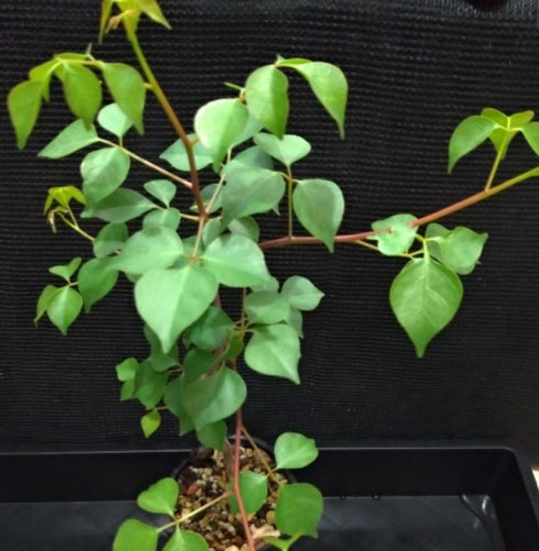 Commiphora multijuga seeds