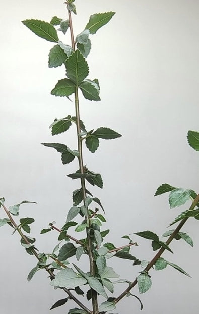 Commiphora myrrha seeds