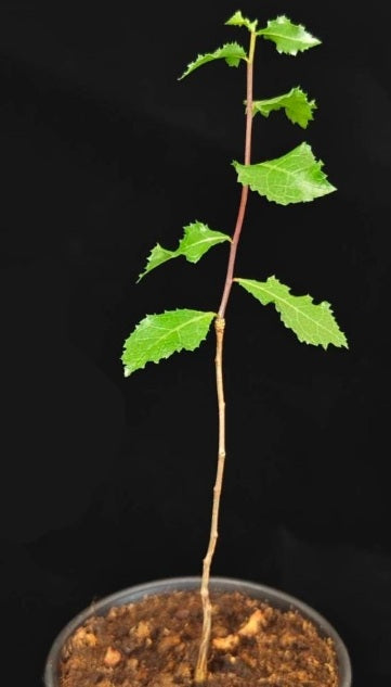 Commiphora oddurensis seeds