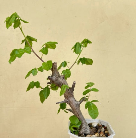Commiphora parvifolia seeds