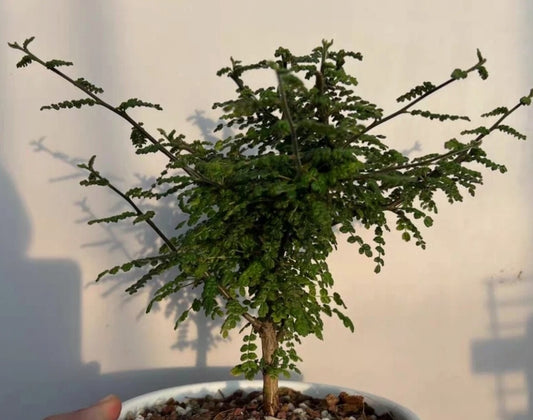 Commiphora planifrons seeds