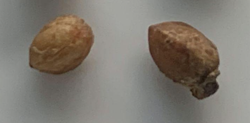 Commiphora planifrons seeds