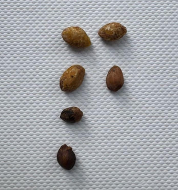 Commiphora planifrons seeds