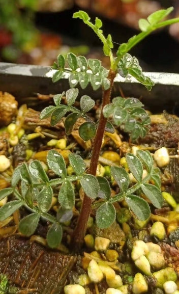 Commiphora sp pinnate seeds