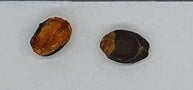 Commiphora unilobata seeds