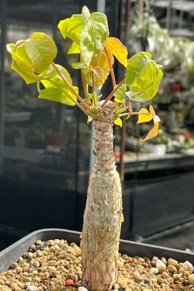 Commiphora unilobata seeds