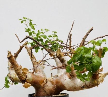 Commiphora virgata seeds