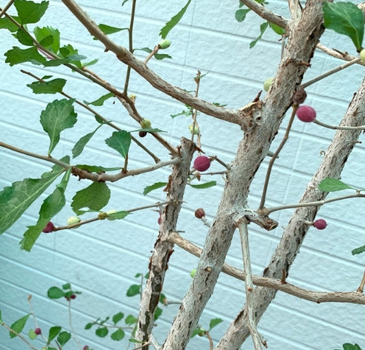 Commiphora wightii seeds