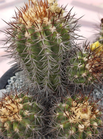 Copiapoa Caesarcrown seeds
