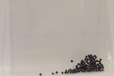 Copiapoa Caesarcrown seeds
